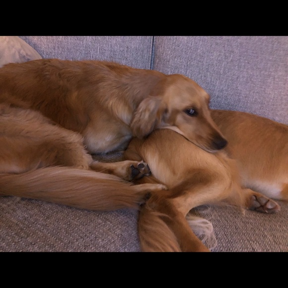 Smoke free/Pet friendly💛 - Picture 14 of 16